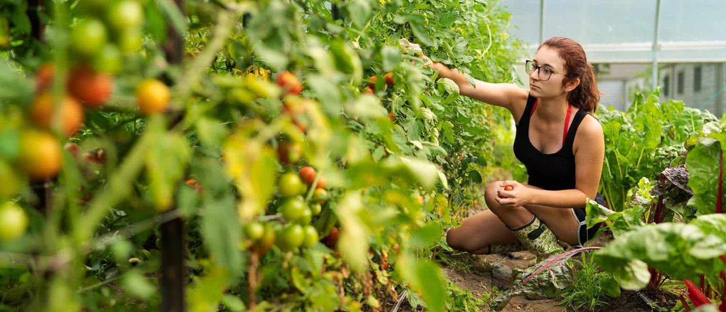 A young woman picking tomatoes from a row of plants in Summer.